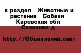  в раздел : Животные и растения » Собаки . Кировская обл.,Сезенево д.